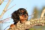 CAVALIER KING CHARLES 735
